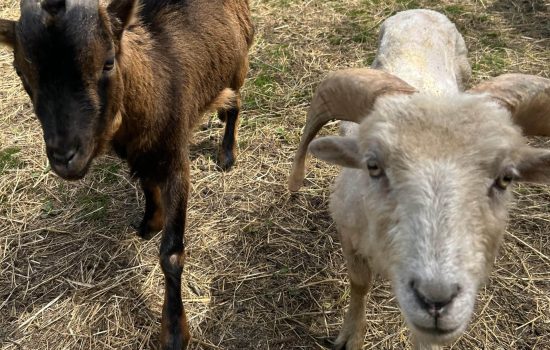 waschnig_at_tiere_018